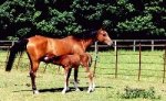 Horse & Foal