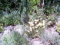 rockery