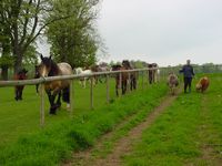 horses