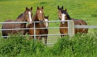 horsegate