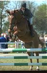 showjumping