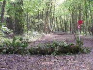 woods