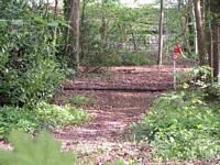 woods2