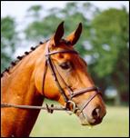 Horses - Horse Pictures