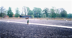dressage1