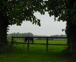 view thru trees
