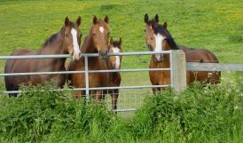 more horses