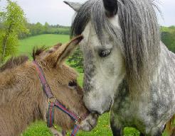 donkey n horse